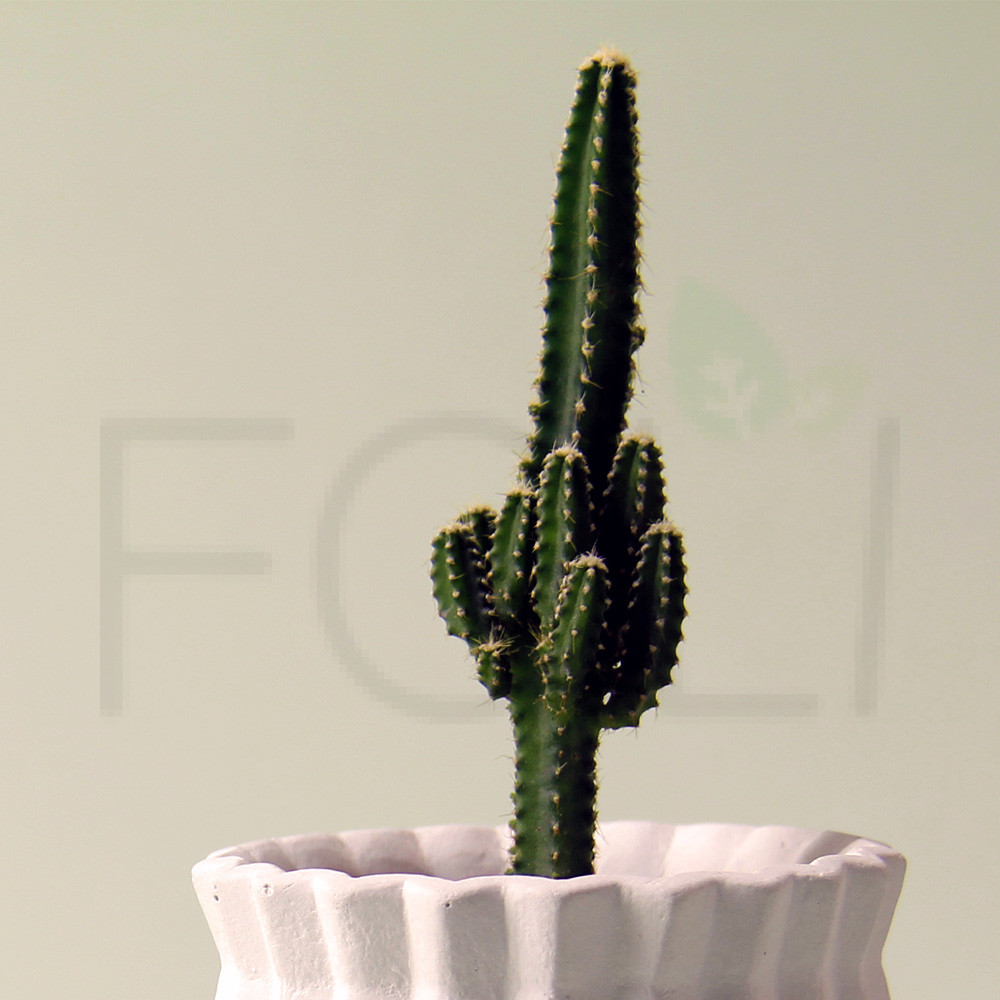 fairy castle plant in pot