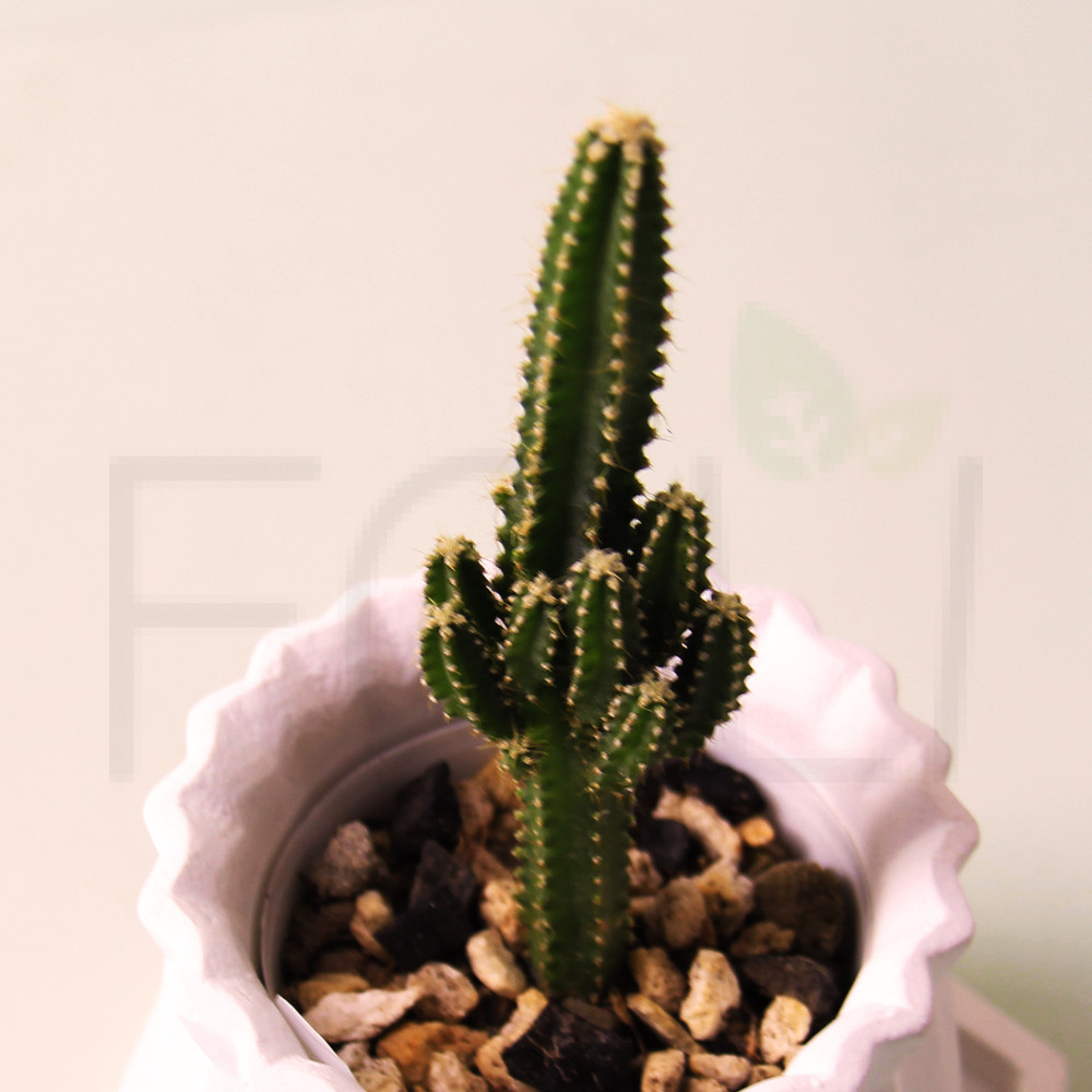 fairy castle plant in pot