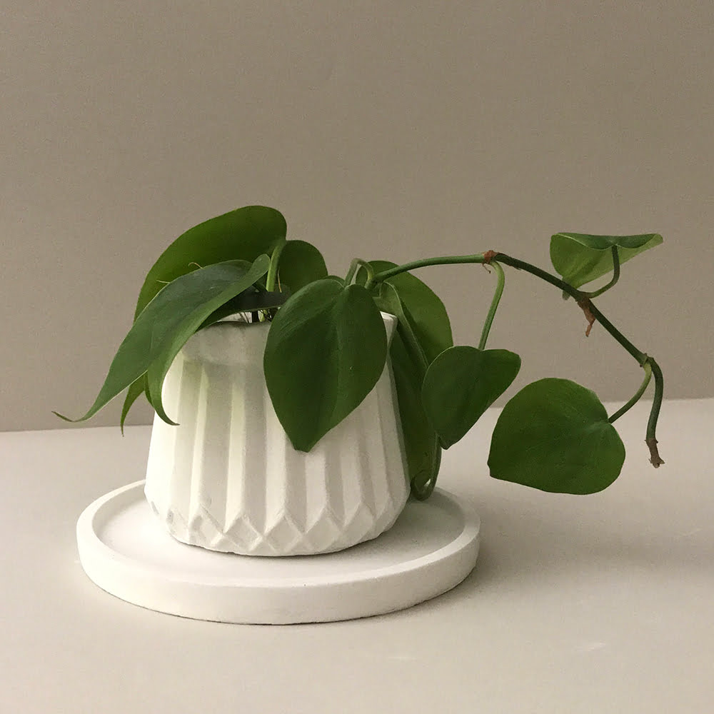 Philodendron plant in pot