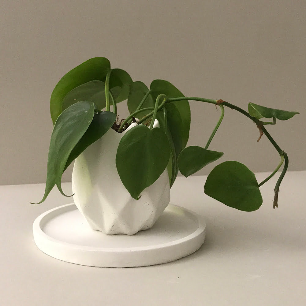 Philodendron plant in pot