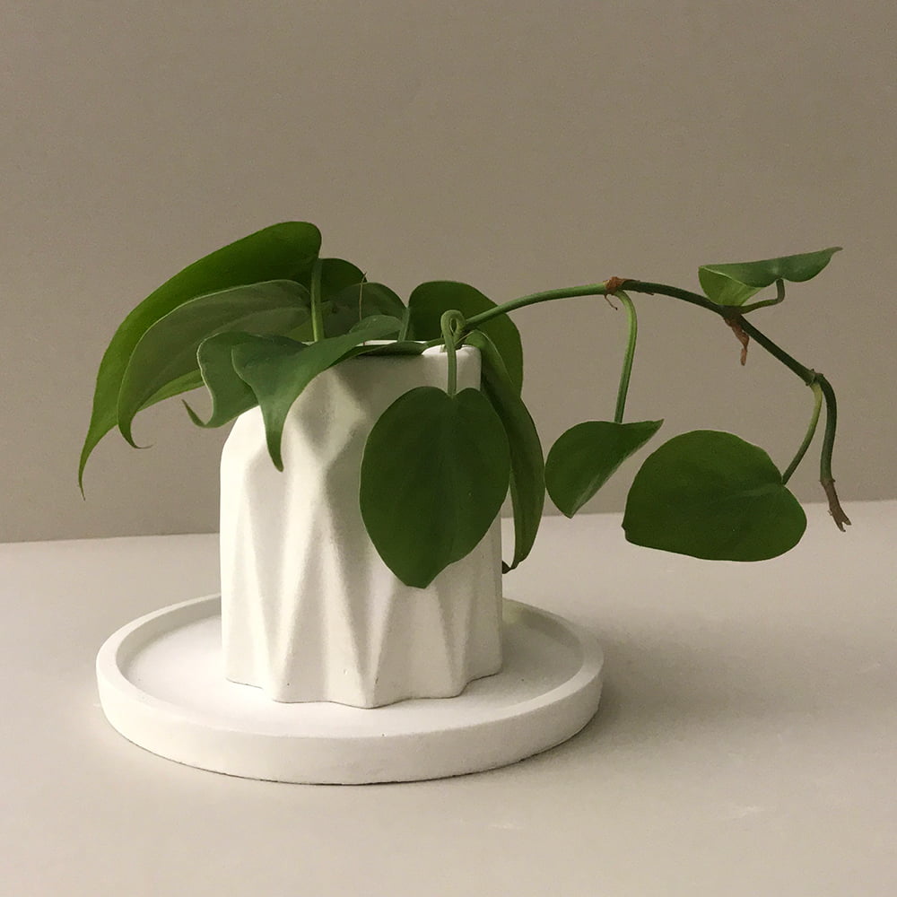 Philodendron plant in pot