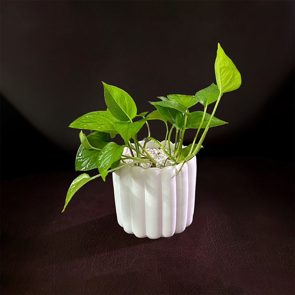 Golden Pothos / Money Plant with Planter and Tray - Live Plant - Image 3