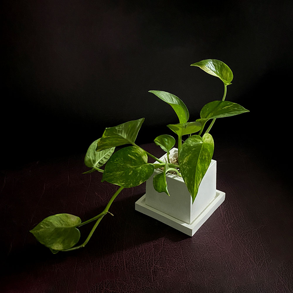 Golden Pothos / Money Plant with Planter and Tray - Live Plant - Image 2