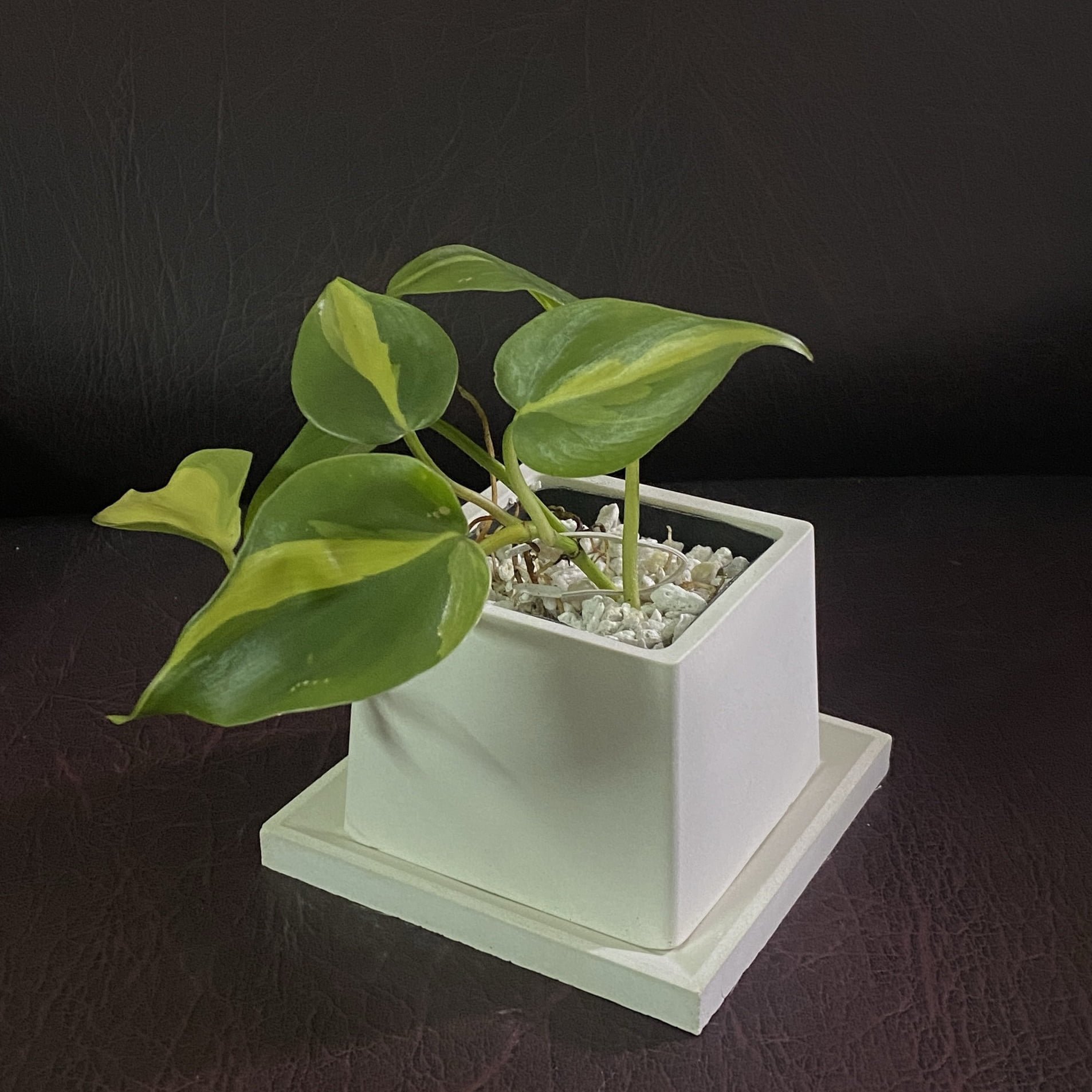 Philodendron Green with Planter and Tray - Live Plant - Image 6
